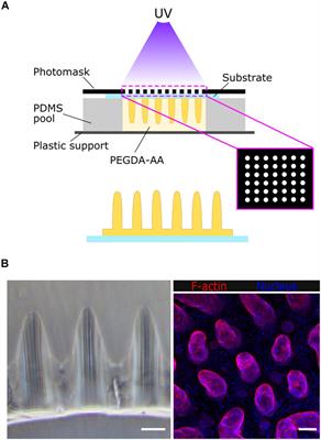 Imaging the Cell Morphological Response to 3D Topography and Curvature in Engineered Intestinal Tissues